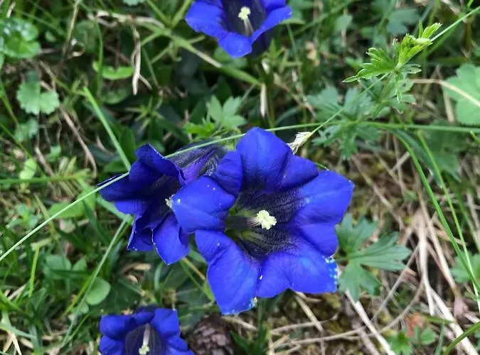 Schneiderhof * Seefeld in Tirol