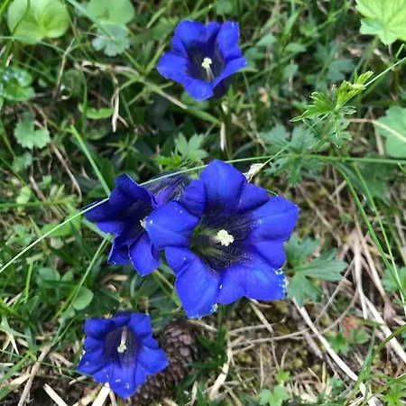 Schneiderhof * Seefeld in Tirol